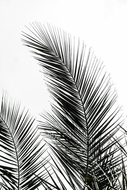 printable palm leaf tropical watercolour palm leaves free summer